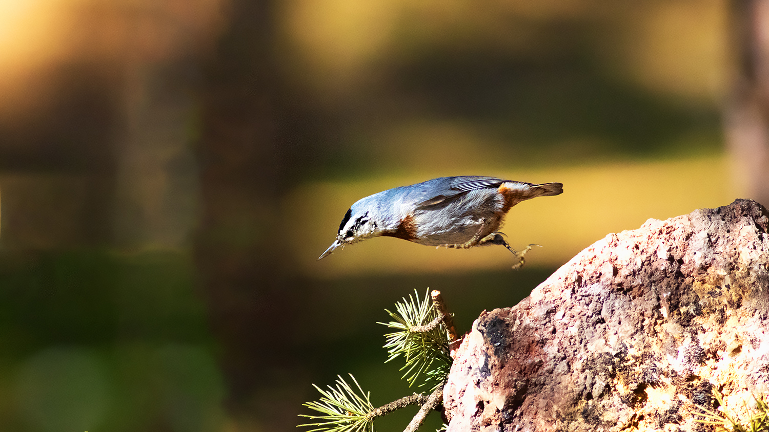 Krüper's Nuthatch